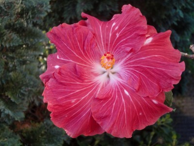 DSC06313 Cherry Appaloosa 1000px.jpg