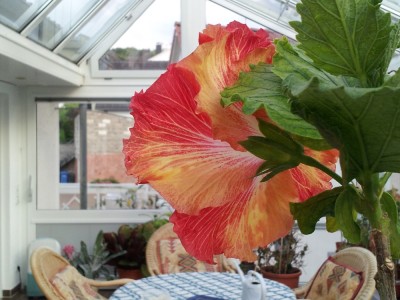 2013-05-28 20.10.10 Rosalind x Cherry Appa Back 1000px.jpg