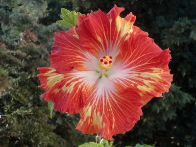 DSC06356 Rosalind x Cherry Appaloosa 1000px.jpg