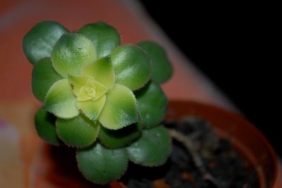 Aeonium 001yy.jpg