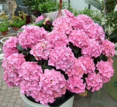 Hortensie.JPG