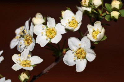 Spiraea ´Arguta´ (1).jpg