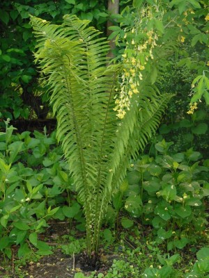 Matteuccia struthiopteris im hinteren Garten.JPG