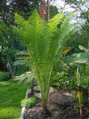 Matteuccia struthiopteris am Teich.JPG