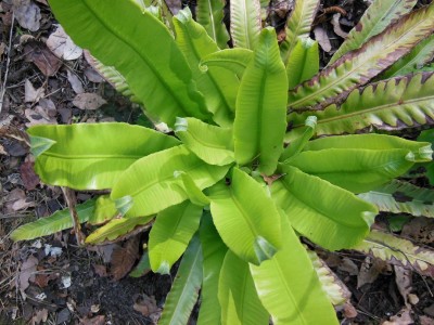 Asplenium scolopendrium.JPG