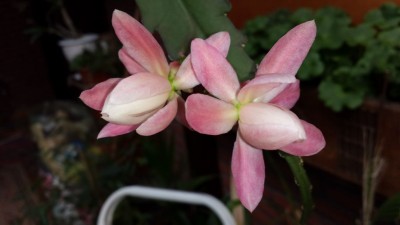 lepismium- Blüte.jpg