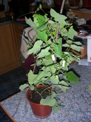 DSCN1583.JPG