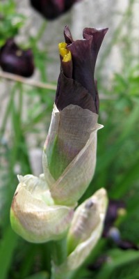 Iris Jurassic Parc_8908.jpg