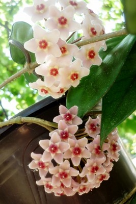 Hoya carnosa hoya carnosa variegata.JPG