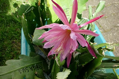 Epi Grand Ovation.JPG