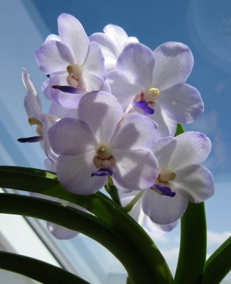 Vascostylis Viboon Velvet_8942.jpg