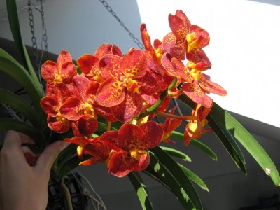 Ascocenda New Spotty_8941.jpg