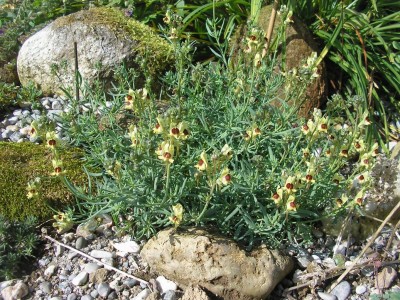 linaria.JPG