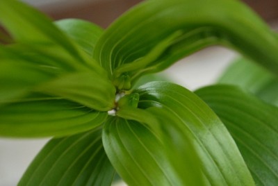 Lilien 002yy.jpg