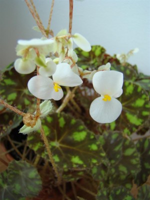 Begonia bowerae_6.JPG