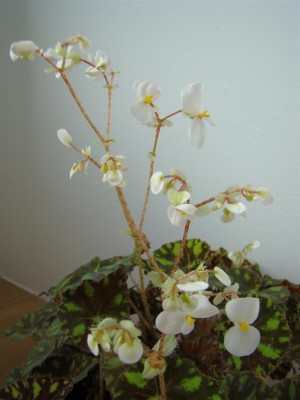 Begonia bowerae_5.JPG