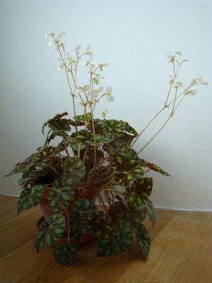 Begonia bowerae_4.JPG