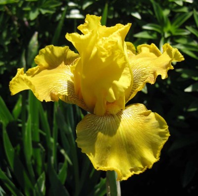 Iris Spirit of Memphis_8947.jpg