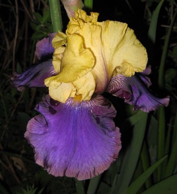 Iris Jurassic Parc zweiteBlüte_8974.jpg