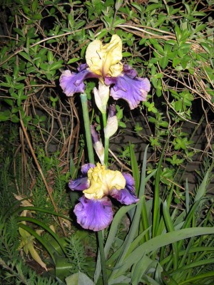 Iris Jurassic Parc_8973.jpg