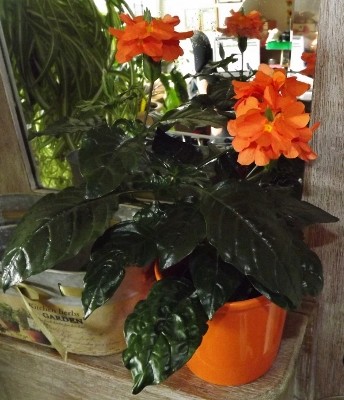 Crossandra fortuna.jpg