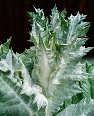 P1040545 (832x1024).jpg