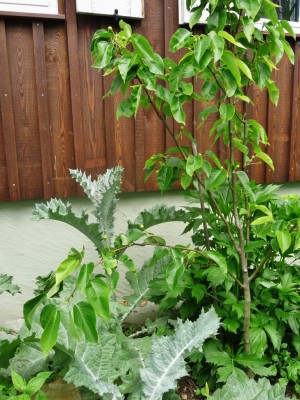 P1040544 (768x1024).jpg