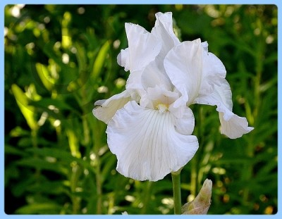 Iris Winter Olympics kl.jpg