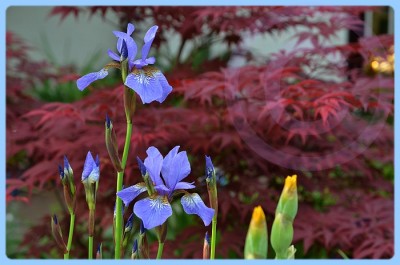 Iris kl 1.jpg