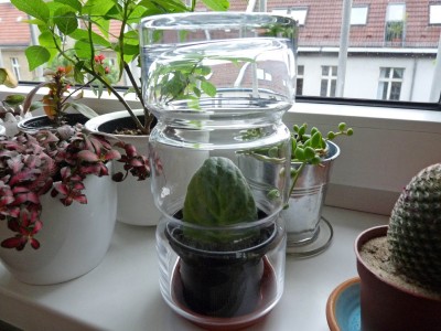 Saintpaulia-Ionantha (the little one under glass).jpg