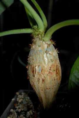 Jatropha213 007yy.jpg