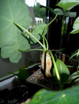 Jatropha213 006yy.jpg