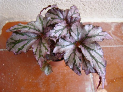 Begonia Benitochiba_2.JPG