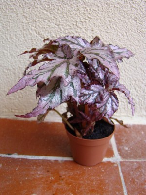 Begonia Benitochiba_1.JPG