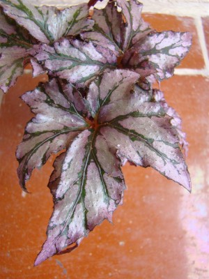 Begonia Benitochiba_3.JPG