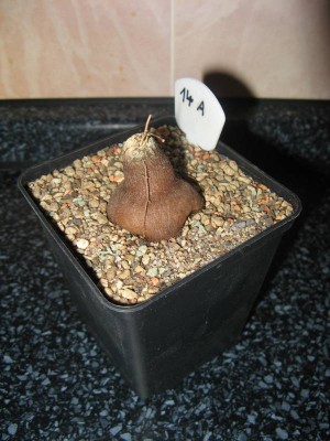 Dioscorea hemicrypta_130530_05.JPG
