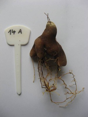 Dioscorea hemicrypta_130530_03.JPG