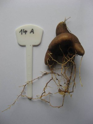 Dioscorea hemicrypta_130530_02.JPG