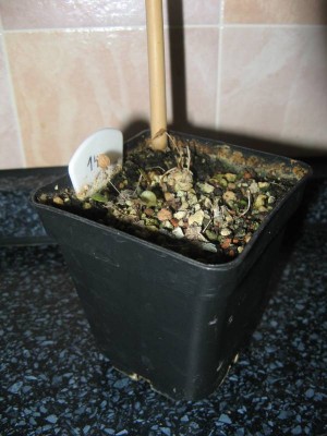 Dioscorea hemicrypta_130530_01.JPG