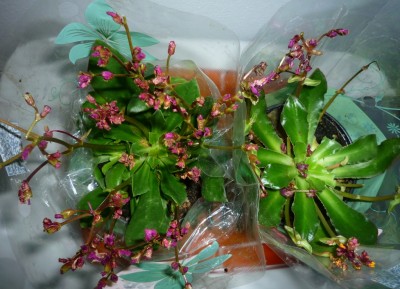 Lewisia im Doppelpack.JPG