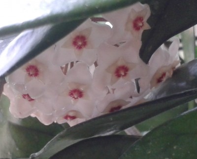 Carnosa Büro-1 31.05.13.jpg