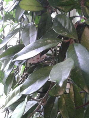 Carnosa Büro-0 31.05.13.jpg