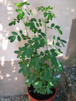 23.09.07 2x indische Gewürzrinde - Cassia..JPG