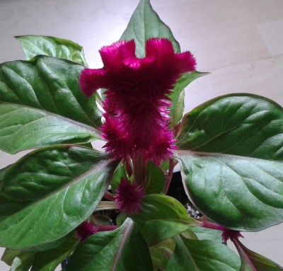 Celosia6.jpg
