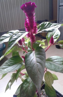 Celosia2 30.05.2013.jpg
