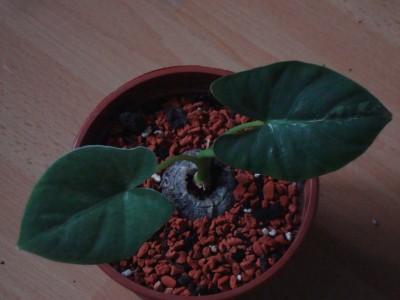 A.m.variegata (2).JPG