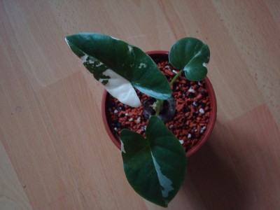 Alocasia m. variegata (1).JPG