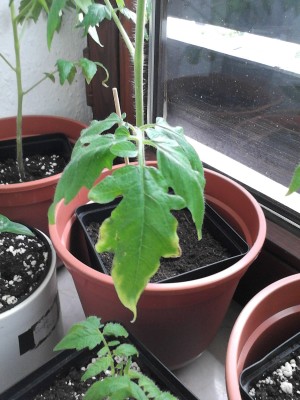 Tomaten 1.6.2013 014.jpg