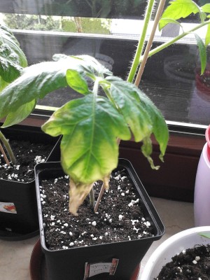 Tomaten 1.6.2013 012.jpg