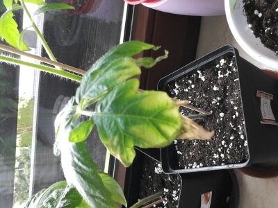 Tomaten 1.6.2013 011.jpg